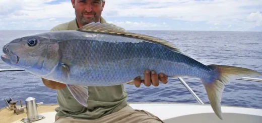 Sea fishing in the Algarve